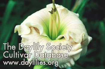 Daylily Alabaster Beauty